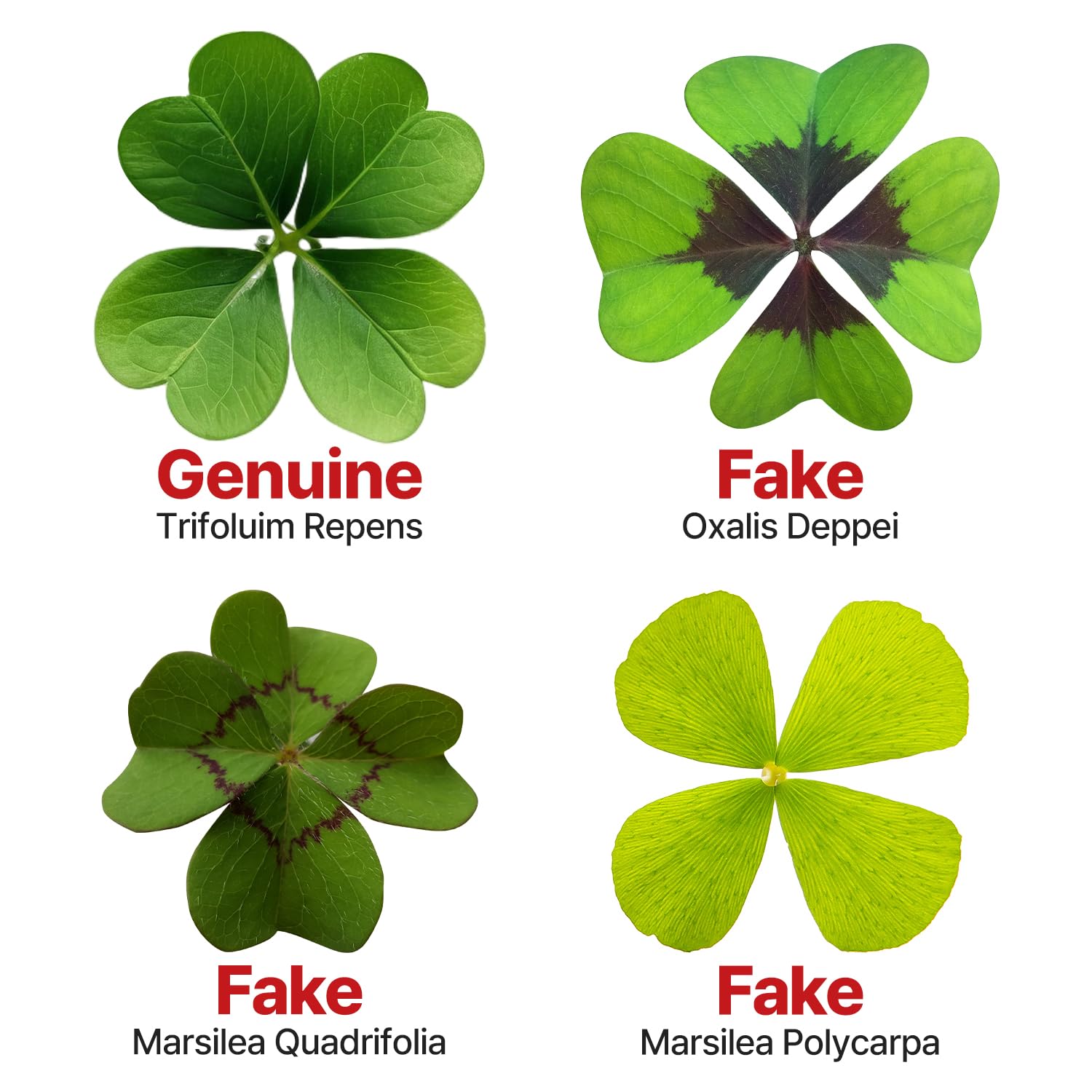 Amazon.com: T TORTO9 Real Four Leaf Clover Bookmark, 1pack